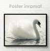 Poster, White swan, 90 x 60 см, Framed poster on glass, Animals