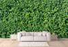 Wall Mural - Boxwood background