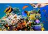 Фотообои - Разноцветные рыбки 