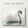 Постер, Белый лебедь, 90 x 60 см, Постер на Стекле в раме, Животные