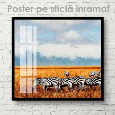 Постер, Стая зебр, 40 x 40 см, Холст на подрамнике, Животные