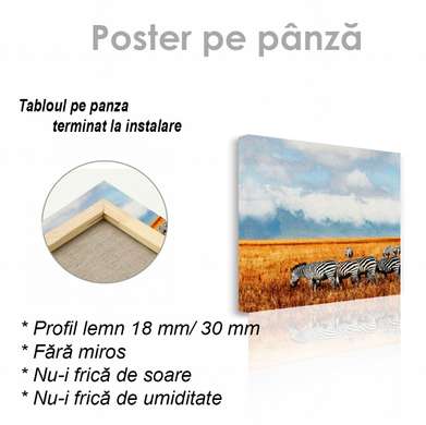 Poster, Turma de zebre, 40 x 40 см, Panza pe cadru, Animale