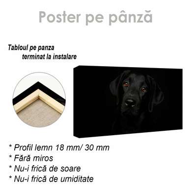Poster, Privire blândă, 60 x 30 см, Panza pe cadru, Animale