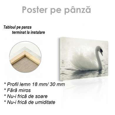 Постер, Белый лебедь, 90 x 60 см, Постер на Стекле в раме, Животные