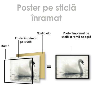Poster, Lebada alba, 90 x 60 см, Poster inramat pe sticla