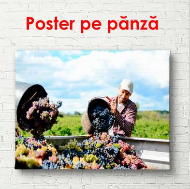 Poster - People picking grapes, 90 x 60 см, Framed poster, Food and Drinks