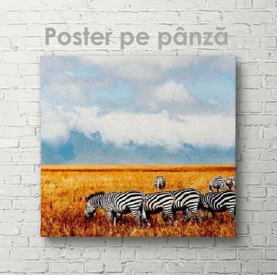 Poster, Turma de zebre, 40 x 40 см, Panza pe cadru, Animale