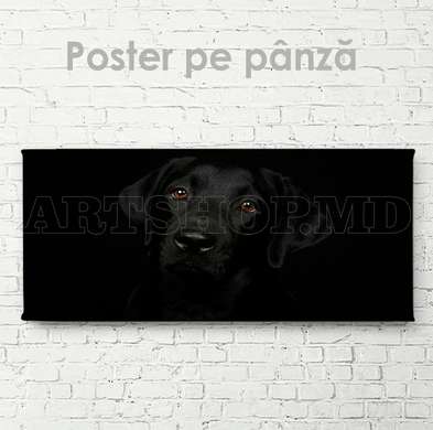 Poster, Affectionate look, 60 x 30 см, Canvas on frame, Animals