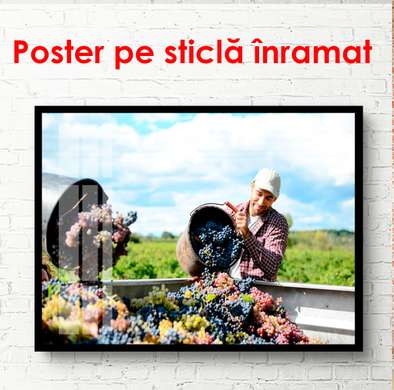 Poster - People picking grapes, 90 x 60 см, Framed poster, Food and Drinks