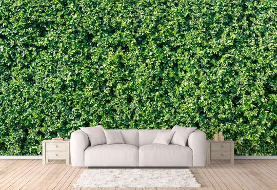 Wall Mural - Boxwood background