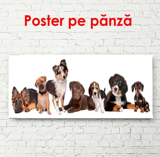 Poster, Câini amuzanți pe un fundal alb, 150 x 50 см, Poster înrămat, Animale