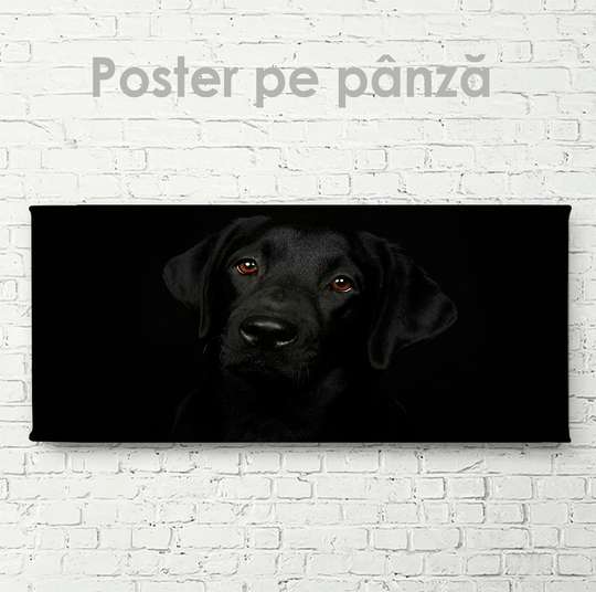 Poster, Affectionate look, 60 x 30 см, Canvas on frame, Animals