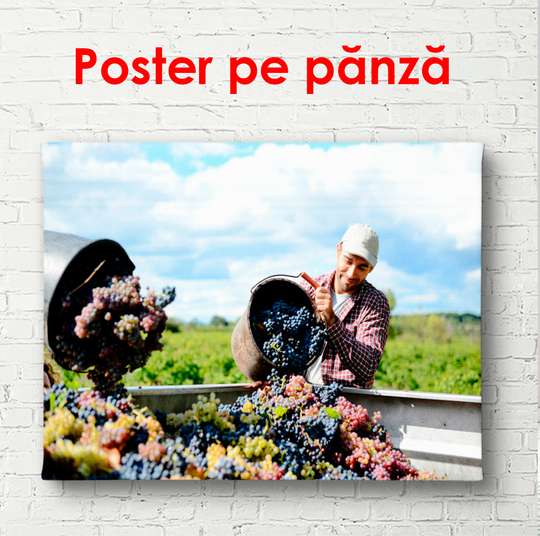 Постер - Люди собирают виноград, 90 x 60 см, Постер в раме, Еда и Напитки