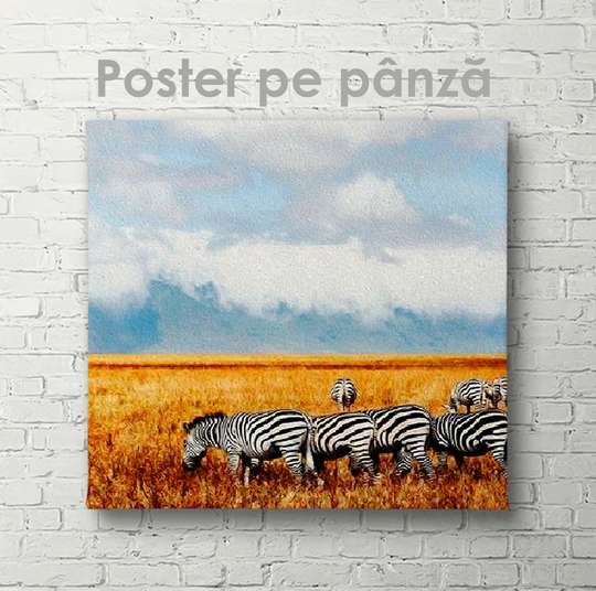 Poster, A flock of zebras, 40 x 40 см, Canvas on frame, Animals