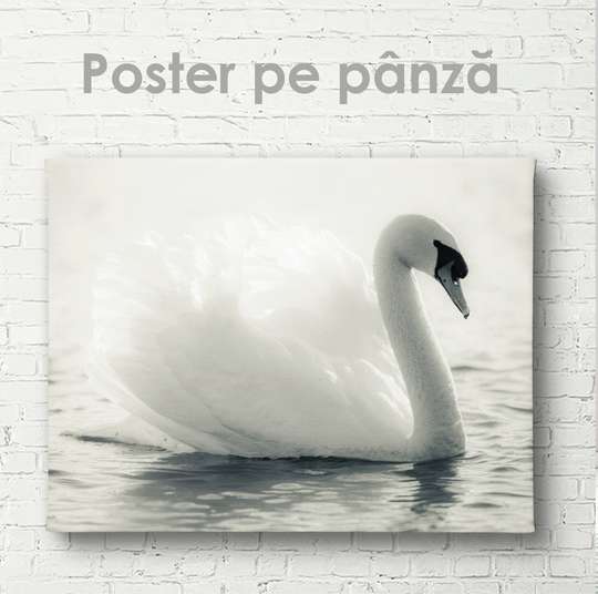 Poster, White swan, 45 x 30 см, Canvas on frame, Animals