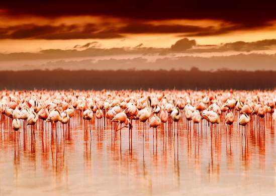 Fototapet - Flamingo roz la apusul soarelui.