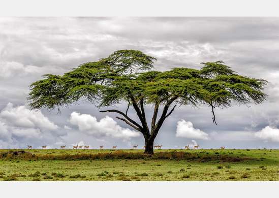 Wall Mural - Tree in the field