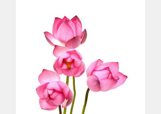 Fototapet - Flori roz pe un fundal alb