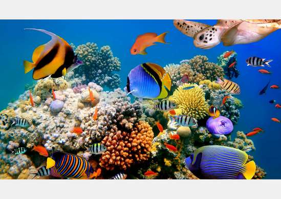 Фотообои - Разноцветные рыбки 