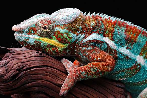 Modular picture, The multicolored chameleon, 108 х 60