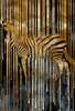 Framed Painting - Golden abstract zebra, 50 x 75 см