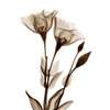 Poster - Brown flowers on a white background, 100 x 100 см, Framed poster, Provence