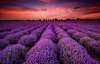 Poster - Lavender field against the backdrop of a beautiful sunset, 90 x 60 см, Framed poster, Nature