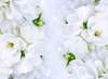 Фотообои - Белые нежные цветы