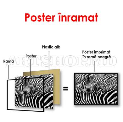 Постер, Зебры, 100 x 100 см, Постер в раме, Животные