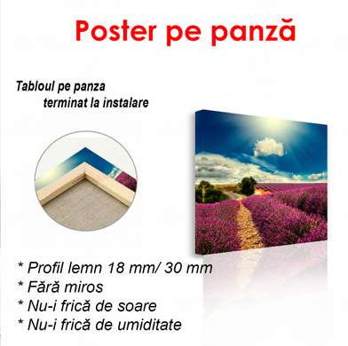 Poster - Lavender field, 100 x 100 см, Framed poster on glass, Nature