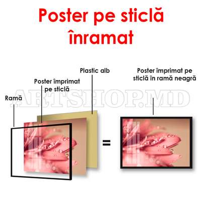 Постер - Розовый цветок, 90 x 60 см, Постер на Стекле в раме, Цветы