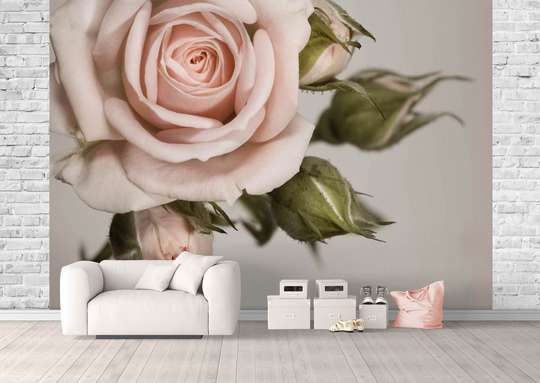 Wall Mural - Beautiful beige rose