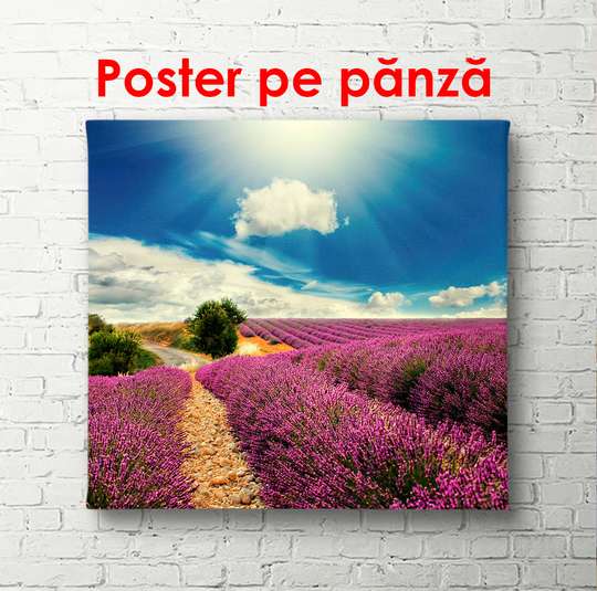 Постер - Лавандовое поле, 100 x 100 см, Постер в раме