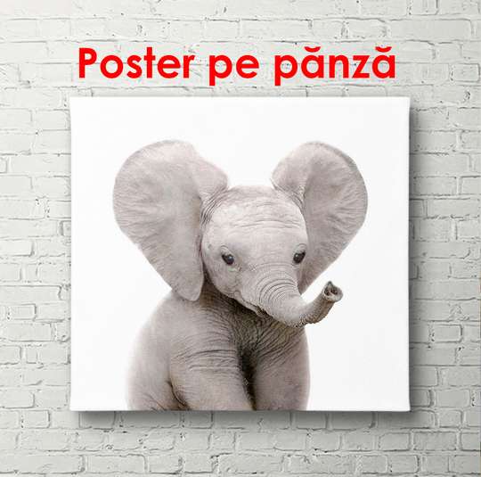 Poster - Elefantul pe fundalul alb, 100 x 100 см, Poster înrămat, Pentru Copii