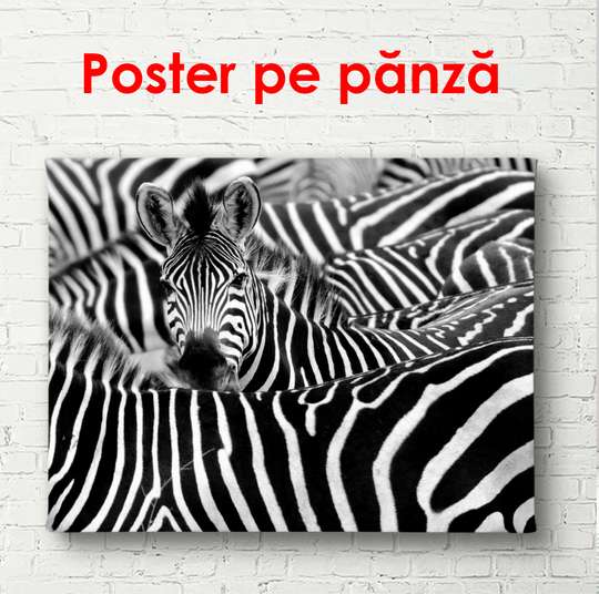 Постер, Зебры, 100 x 100 см, Постер в раме, Животные