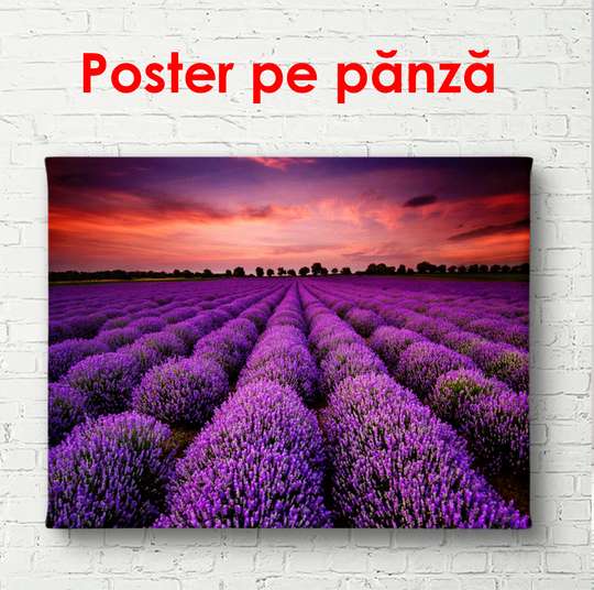 Poster - Lavender field against the backdrop of a beautiful sunset, 90 x 60 см, Framed poster