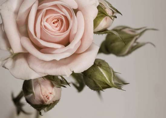 Фотообои - Красивая бежевая роза