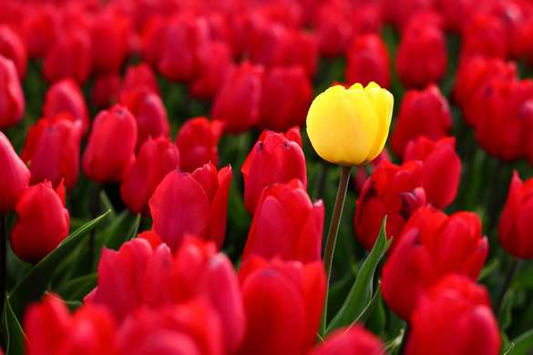 Фотообои - Желтый тюльпан среди красных