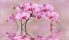 Wall Mural - Beautiful pink orchid in water reflection