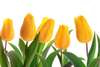 Wall Mural - Yellow tulips on a light background