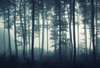 Wall Mural - Foggy morning in the forest