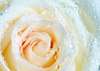 Wall Mural - Yellow rose and morning dew