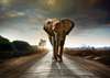 Wall Murall - Elephant on the street