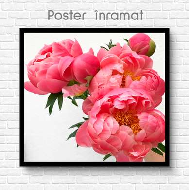 Постер - Розовые пионы, 100 x 100 см, Постер на Стекле в раме, Цветы