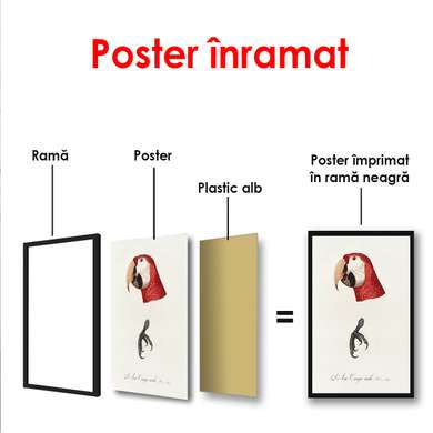 Poster - Papagalul roșu, 60 x 90 см, Poster inramat pe sticla, Minimalism
