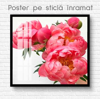 Poster - Bujori roz, 100 x 100 см, Poster inramat pe sticla