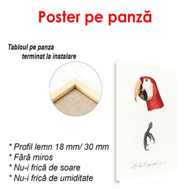 Poster - Papagalul roșu, 60 x 90 см, Poster inramat pe sticla, Minimalism