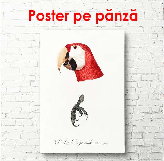Постер - Красный попугай, 60 x 90 см, Постер в раме