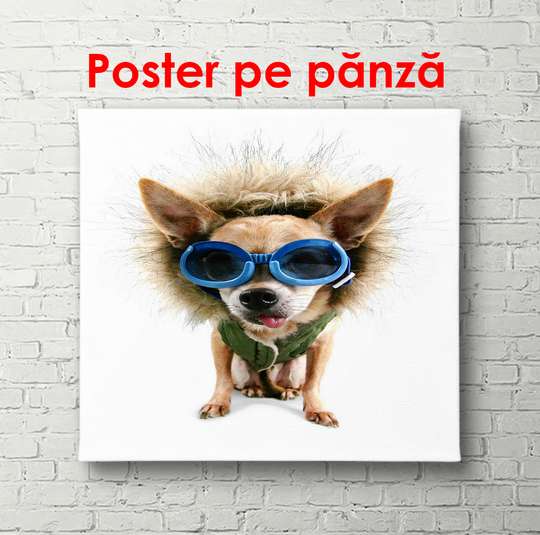 Poster, O câine în albastru ochelari, 90 x 60 см, Poster înrămat, Animale