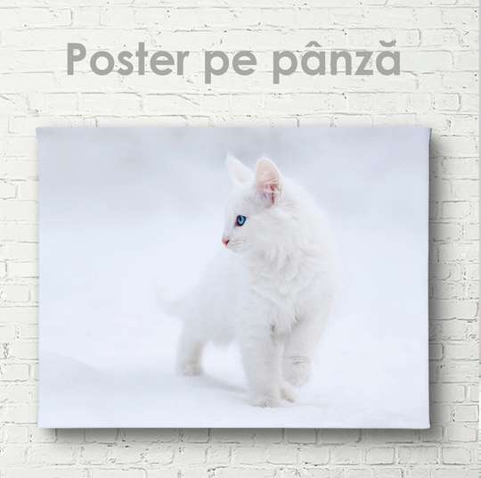 Постер, Белый котенок, 45 x 30 см, Холст на подрамнике